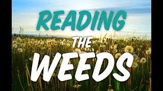 Reading the Weeds | Applying Permaculture Soil Science with Matt Powers