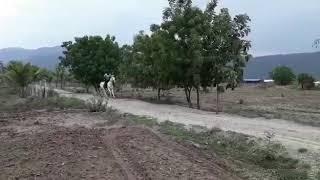 DR VIGNESH RIDING ON HIS WHITE HORSE BREED KATHYAVAARI AT MIDVALLEY FARM PERAMABALUR