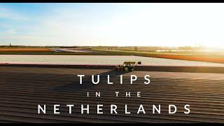 Tulips in the Netherlands 2020 (Drone 4K)