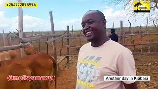 Eng Kathoz Cows doing marvelous in Kilibasi