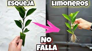  ENRAIZA MILES de Ramas de LIMÓN o Limoneros sin raíz con el Enraizante para plantas de Aloe Vera