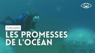 Les promesses de l'océan - Thalassa