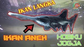 Toko Hobiku Ikan Hias Jogjakarta #Polydon Spatula HARGA MAHAL!!