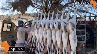 Springbuck cull in the Kalahari - Africas Sportsman Show Ep 95