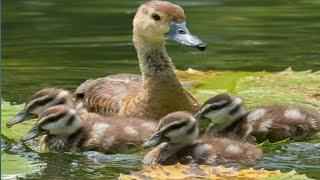 Baby Duckling of Lesser whistling duck..#birds #animals #duck #duckling #feeding #motherbird