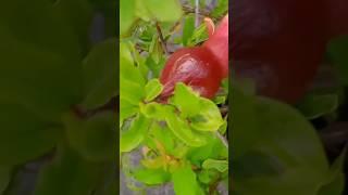 Anar| अनार | pomegranate | plants  #terracegarden #trending #viral #youtubeshorts #garden #plant