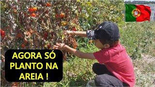 NUNCA PENSEI QUE PLANTAR NA AREIA PRODUZIA TANTO, COLHEITA DE TOMATE NA VIVENDA !