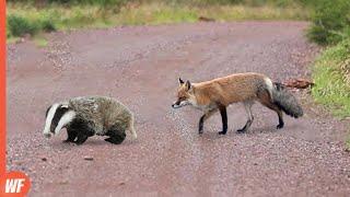 Fox Attacks Badger and Quickly Regrets It