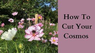 How To Cut Your Cosmos Flowers