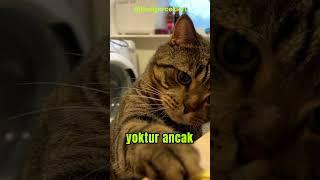 Kediler Tatlı Yiyemez! İşte Şaşırtıcı Sebebi! |Kedigerçekleri|  #cat#bilgi #shorts #dog