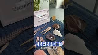 초전도에 들어가는 아파타이트를 판매중인 루페우스 성남스토어 #루페우스 #천연원석 #광물 #fossil