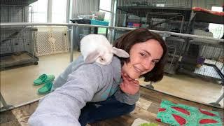 Brushing Baby Bunnies!  Rabbit Grooming Tips 