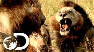 Most Savage Pack Of Lion Brothers | The Lions Of Sabi Sands