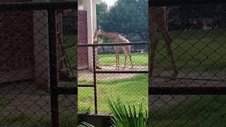 giraffe in lahore zoo #brazil #india #russia #mexico #malaysia #usa #southkorea #pakistan #chicken