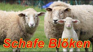 Schafe blöken - Schafgeräusche