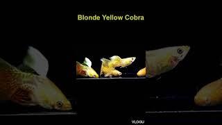 Blonde Yellow Cobra