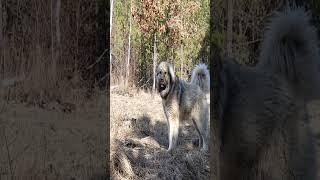 Raças de Cães: Caucasian Shepherd Dog! #cães #caucasianshepherd #caucasianshepherddog #cachorros