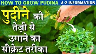 पुदीना को तेज़ी से उगाने का सीक्रेट तरीके || Grow Free Pudina / पुदीना with this fast trick