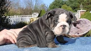 "SHRINKABULL ACE OF SPADES" Stunning blue tri english bulldog puppy