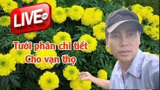 vạn thọ mới lên có nên tưới phân không - huỳnh thủy tinh vlog