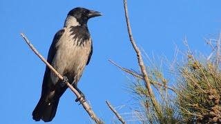 Hooded Crow Call and 15 Facts about Hooded Crows