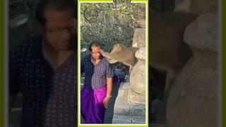 A monkey snatches a tourist's eyeglasses