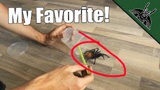 My FAVORITE Tarantula!