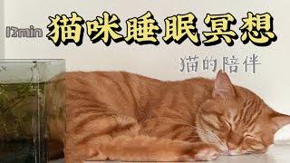 13min猫咪睡眠冥想meditation with cat ｜猫的陪伴｜缓解孤独感｜深度睡眠 #meditation #cat