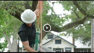 The Urban Foresters' President, Grant Crowell discusses crown cleaning as a tree trimming operation