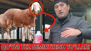 QOʻY BOQISH SIRLARI Zohidjon Xakimovdan️️