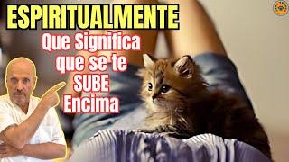  ¿QUE SIGNIFICA QUE UN GATO SE TE SUBE ENCIMA ESPIRITUALMENTE? 