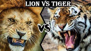 lion vs tiger  muqabla | jungle ki zindagi