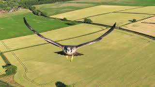 Bird attack on a drone by a Peregrine Falcon