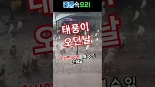 태풍 오는 날, 오리는 왜 바람을 맞서며 서있을까?