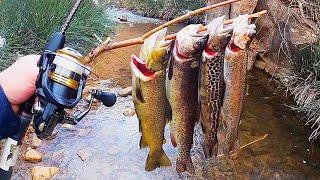 4 TROUT SPECIES CATCH & COOK!! (Cutthroat, Rainbow, Brown, Tiger)