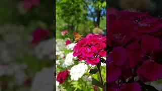 Турецкая гвоздика простая и красивая #цветоводство #цветы #сад #садоводство #природа #дача #цветочки