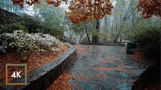 Nature Walk in Thunderstorm, Binaural Rain on Umbrella Sounds for Sleep and Study, ASMR