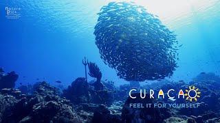 Dive Guide Curacao - Best Top 5 Curaçao Scuba Diving Sites West | Travel Vlog