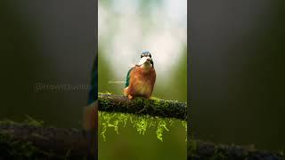 Kingfisher's Grace- Dive, Splash, Catch - The Hunt for Fish! Wincent  keZgk#shorts#viralvideo#birds