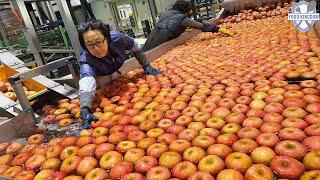 압도적인 규모! 월2,000톤을 선별하여 세척하는 예산세척사과 대량생산공장 / Korean apple factory