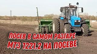 ‼️ПОСЕВНАЯ ИДЕТ ПОЛНЫМ ХОДОМ, ТРАКТОР МТЗ 1221.2 С СЕЯЛКОЙ АМАЗОНКА D9‼️