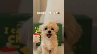 #반려견 #말티푸 #토리 #아파트챌린지 #apt #puppy