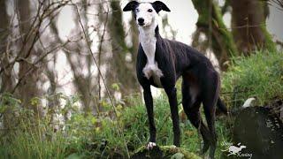 Sighthounds Dogs In The World