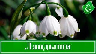 Цветок ландыш – посадка и уход; выращивание в саду; ландыш после цветения