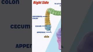 #ColonCancer | Understanding #LargeIntestine #Cancer | #surgerysimplified #shortsvideo #awareness