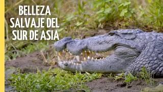 Un viaje por las maravillas naturales del sur de Asia | EPISODIO COMPLETO