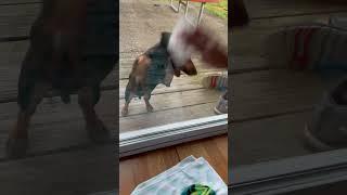 Window washing with dog #cool #froggamer #funny #interesting #fun #meme #animal #cute #dog #shorts