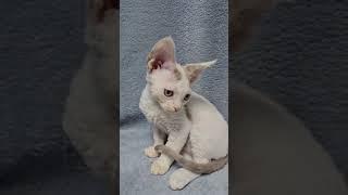 Henk Blue Van Devon Rex Male Kitten Available Now | Purebred Kitties