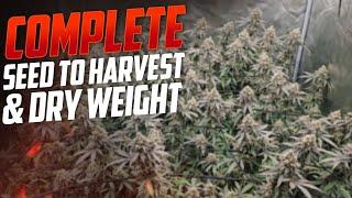 Complete Seed to Harvest, How I Grew Over 600 Grams on 1 Plant, Spiderfarmer SE-7000