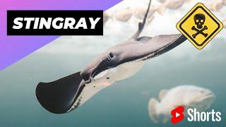 Stingray  One Of The Most Dangerous Ocean Creatures In The World #shorts #oceancreatures #stingray